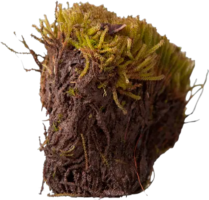  Download Hd 3d View Arctic Moss Png Moss Png