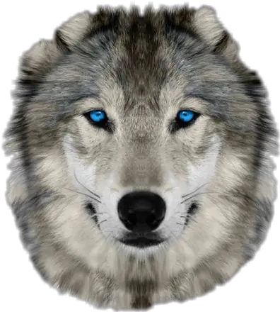  Wolf Face Sticker By Ashley Hankins Wolf Face Real Png Wolf Face Png