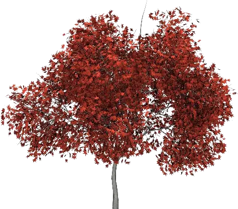  Red Tree Png Picture Kirmizi Aaç Png Red Tree Png