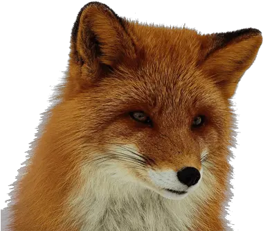  Fox Png Red Fox Clear Background Fox Png