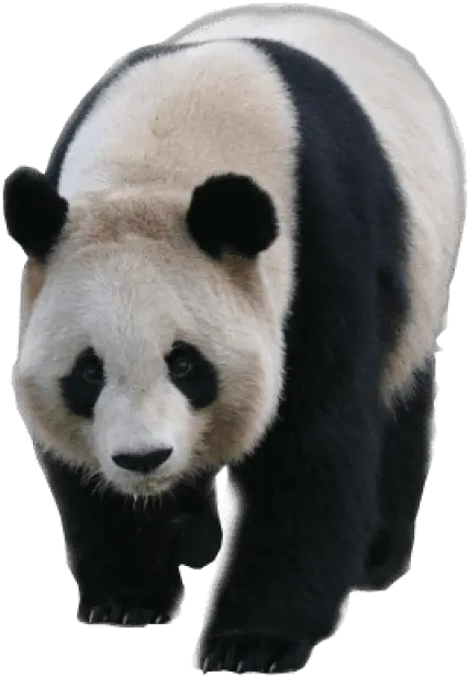  Download Animals Pandas Panda Transparent Background Png Transparent Panda Png Transparent Animals