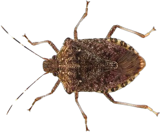  True Bug Png Transparent Images Stink Bugs Png Bugs Png