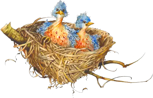  Birds Nest Png 2 Image Portable Network Graphics Nest Png