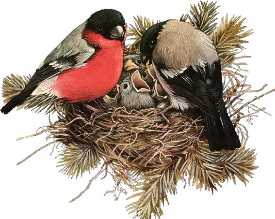  Nest Png File Download Free Bird In Nest Png Nest Png