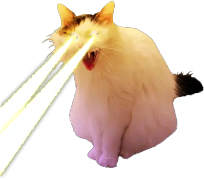  The Sporting Cat Aesthetic Co Cat With Lasers Png Transparent Cat