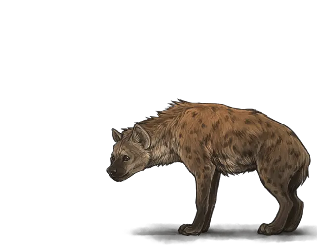  Download Hyena Png Transparent Images Hyena Transparent Background Transparent Backgrounds