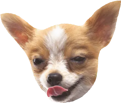  Gif Stickers Chihuahua Png Transparent Animals