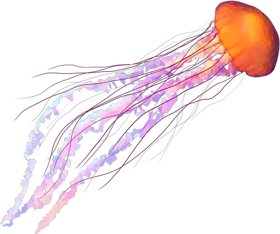  Jellyfish Candela Labs Candela Labs Jellyfish Png Transparent Jellyfish