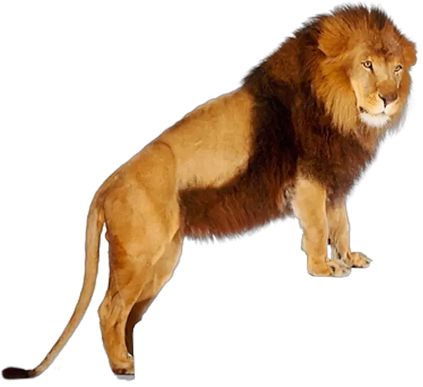  Lion Png Images And Clipart Free Download Lions Png Hd Lions Png