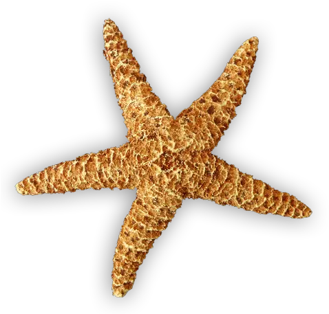  Starfish Png Clipart Free Download Realistic Star Fish Clip Art Starfish Transparent