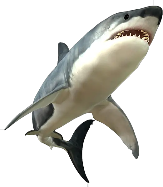  Png Images Transparent Free Download Great White Shark Body Shark Transparent Background