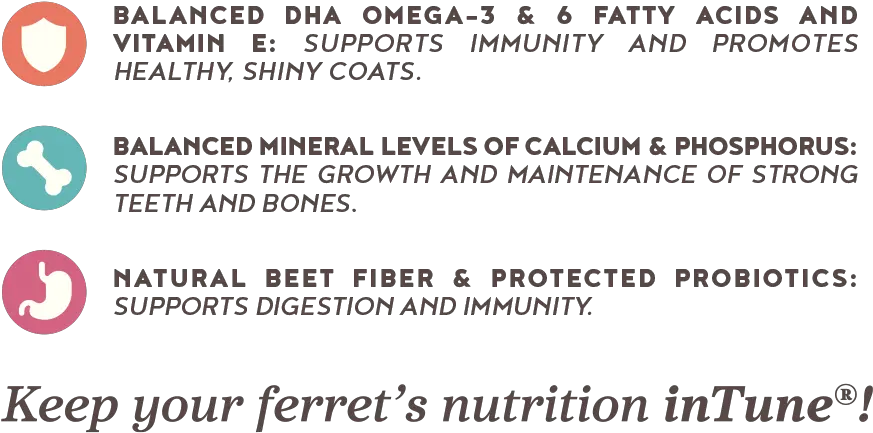  Intune Ferret U2014 Higgins Premium Pet Foods Document Png Ferret Png