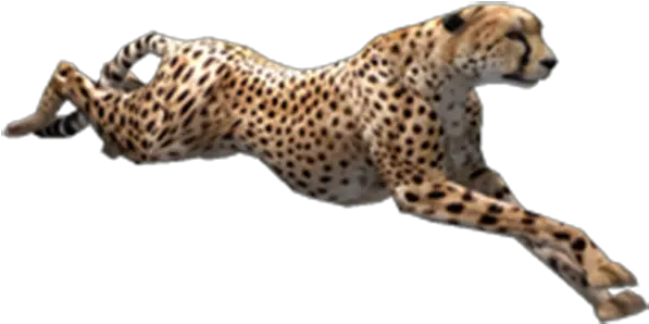  Download Cheetah Running Png Transparent Png Png Running Transparent