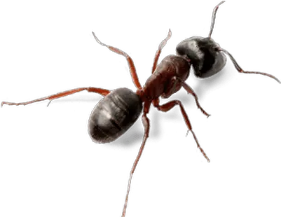  Ant Top View Transparent Png Ant Transparent Png Ants Png