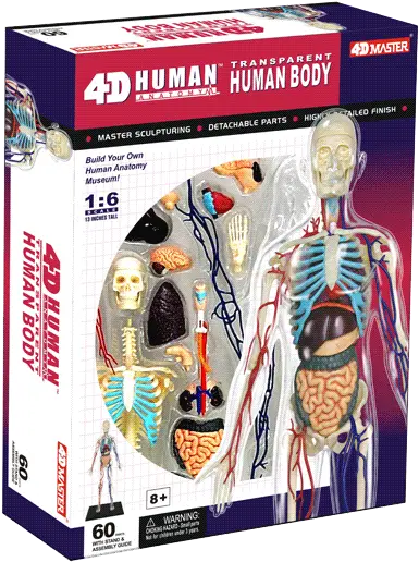  4d Master Mobile 4d Master Human Anatomy Model Png Transparent Pics