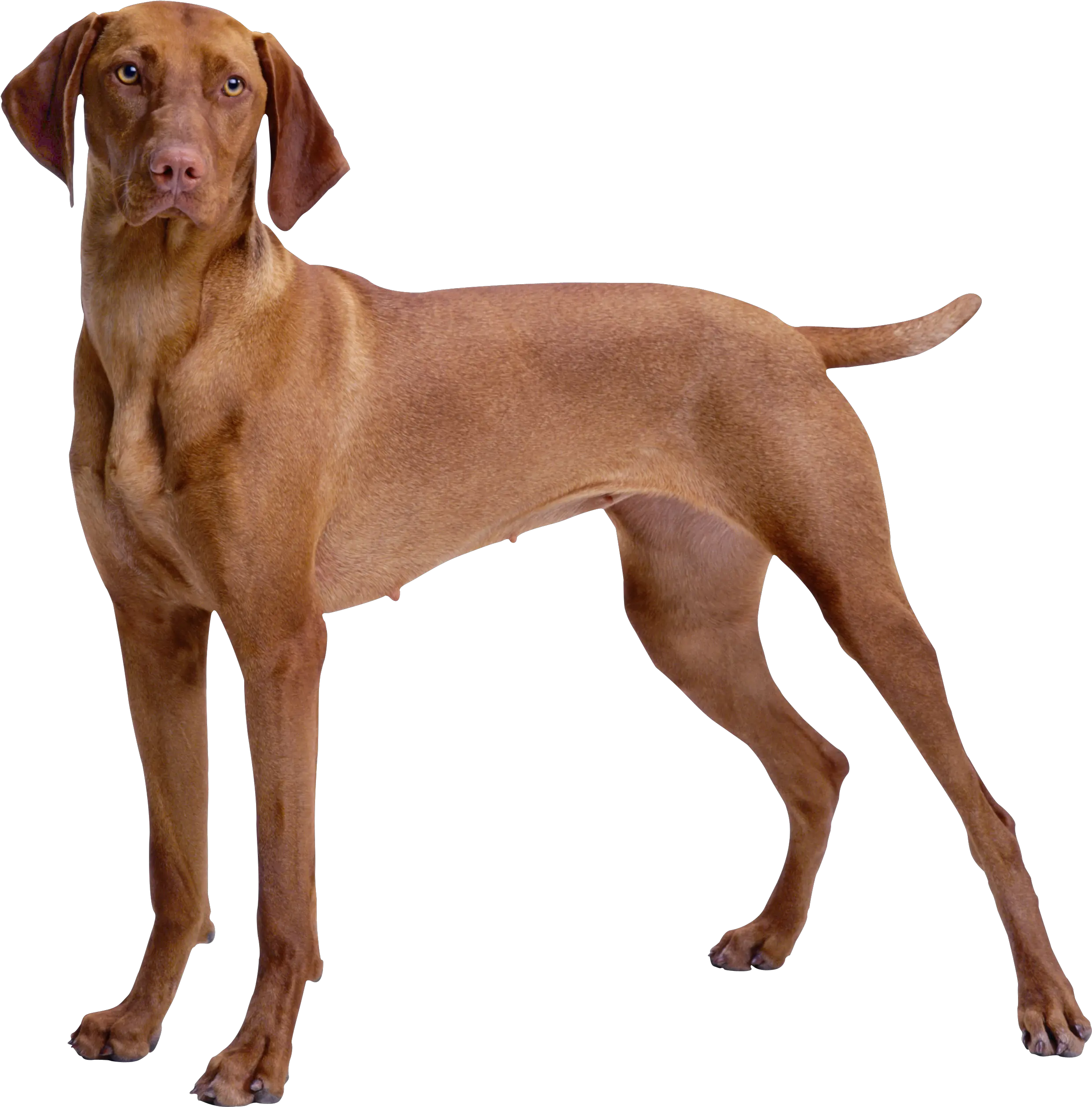  Library Of Dog Png Picture Royalty Free Files Brown Dog Png Gabe The Dog Png