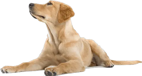  Cbd Medipower Dog Png Happy Dog Icon