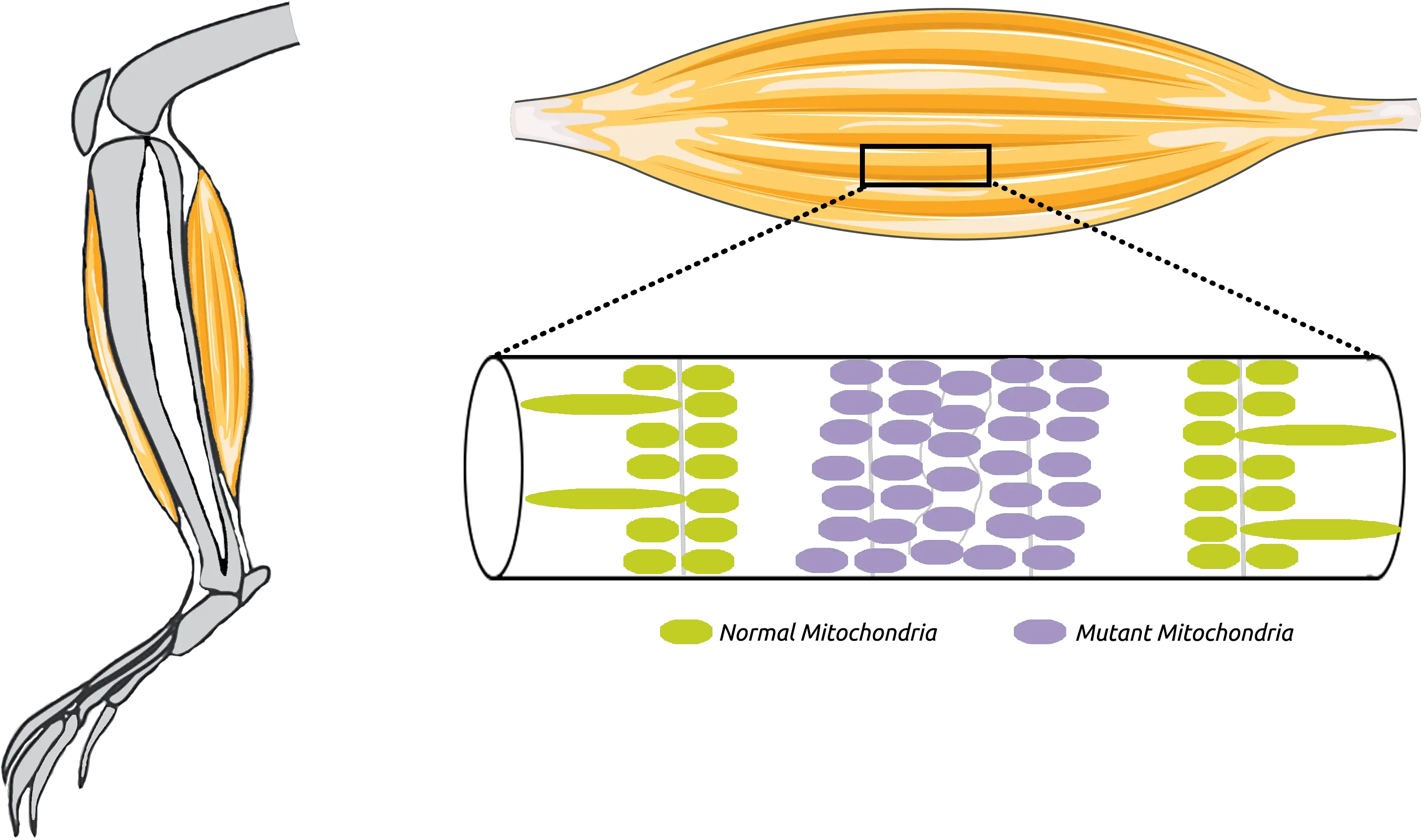  Mitochondrial Myopathies Childrenu0027s Research Institute Sketch Png Mitochondria Png