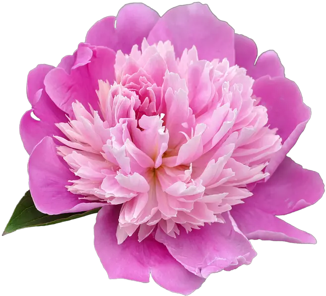  Peony Transparent Picture Hq Png Image Peony Png Peonies Png