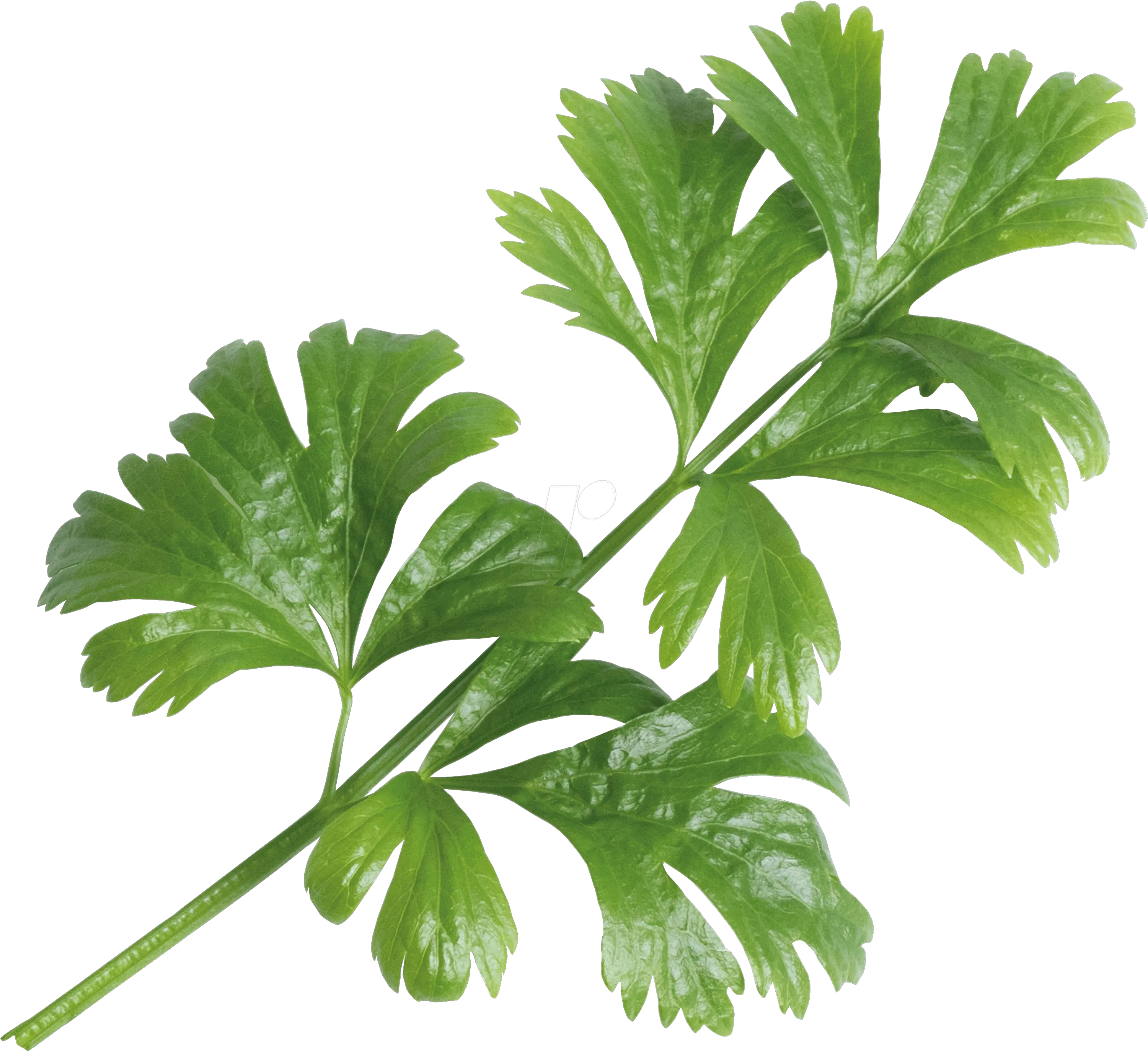  Celery Celery Png Celery Png