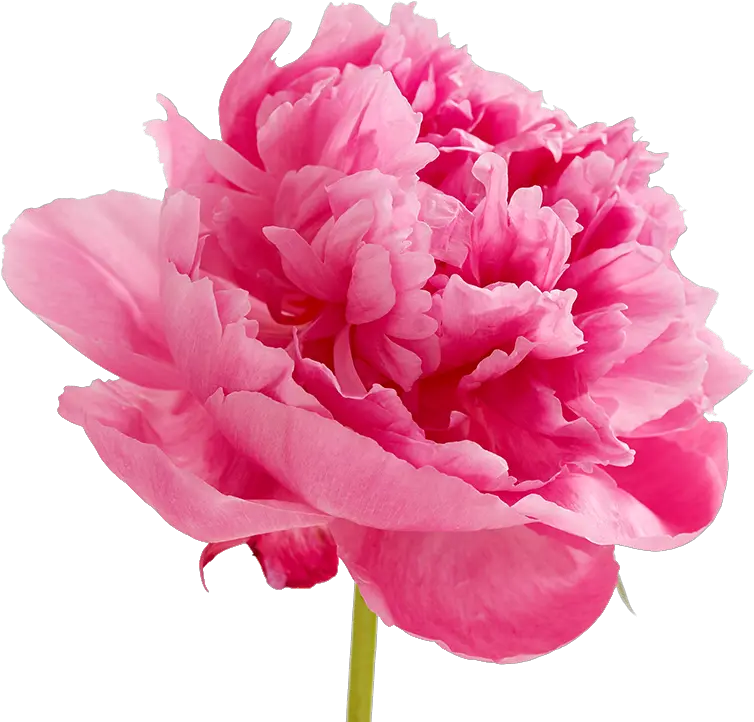  Peonies Png Image Pink Carnation Flowers Clipart Peonies Png