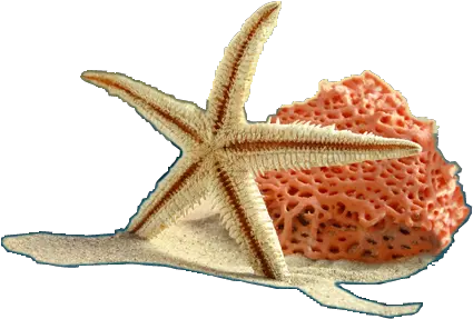  Index Of Soft Png Starfish Png