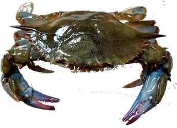  Crab By Viet Cuisine Trading Mud Crab Vs Sea Crab Png Blue Crab Png