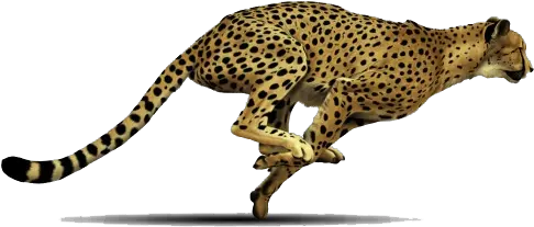  Leaping Leopard Png Image For Free Download Leopard Clipart Leopard Png