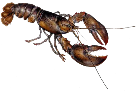  Lobster Png Picture American Lobster Lobster Png