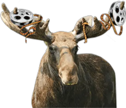  Cropped Reindeer Png Moose Png