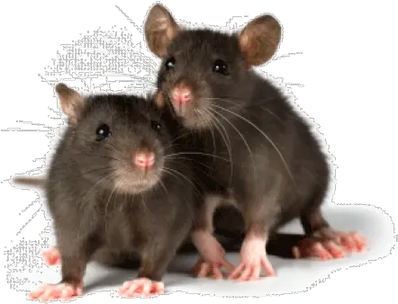  Rat Mouse Png Free Download 3 Two Rats Rat Png