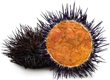  Sea Urchin Soft Png Sea Urchin Png