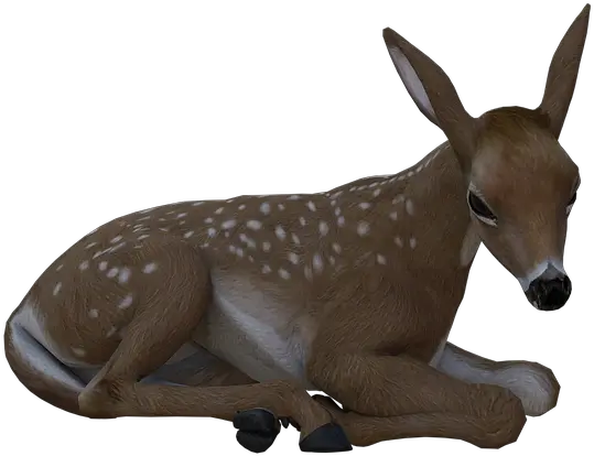  Fawn Deer Baby Burro Png Baby Deer Png