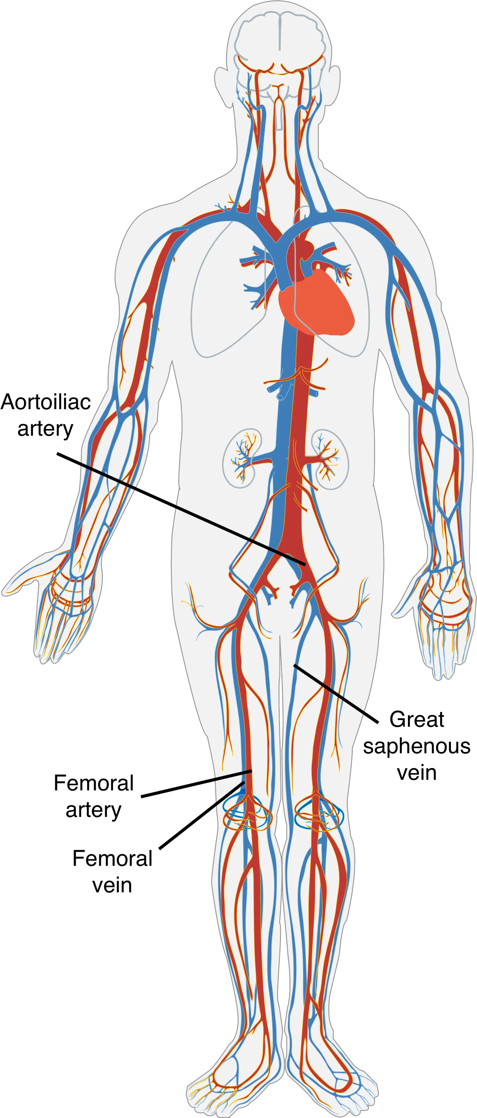  About Vascular Tissue Donating Veins And Arteries Aatb Nervous And Circulatory System Png Vein Png