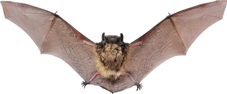  Bat Png Images Brown Bat Bats Transparent