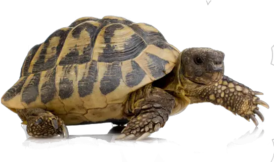  69 Turtle Png Images For Free Download Hermann Tortoise Turtle Png