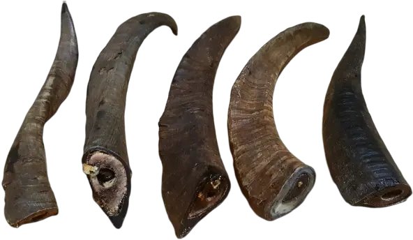  Goat Horn Horn Png Goat Horns Png