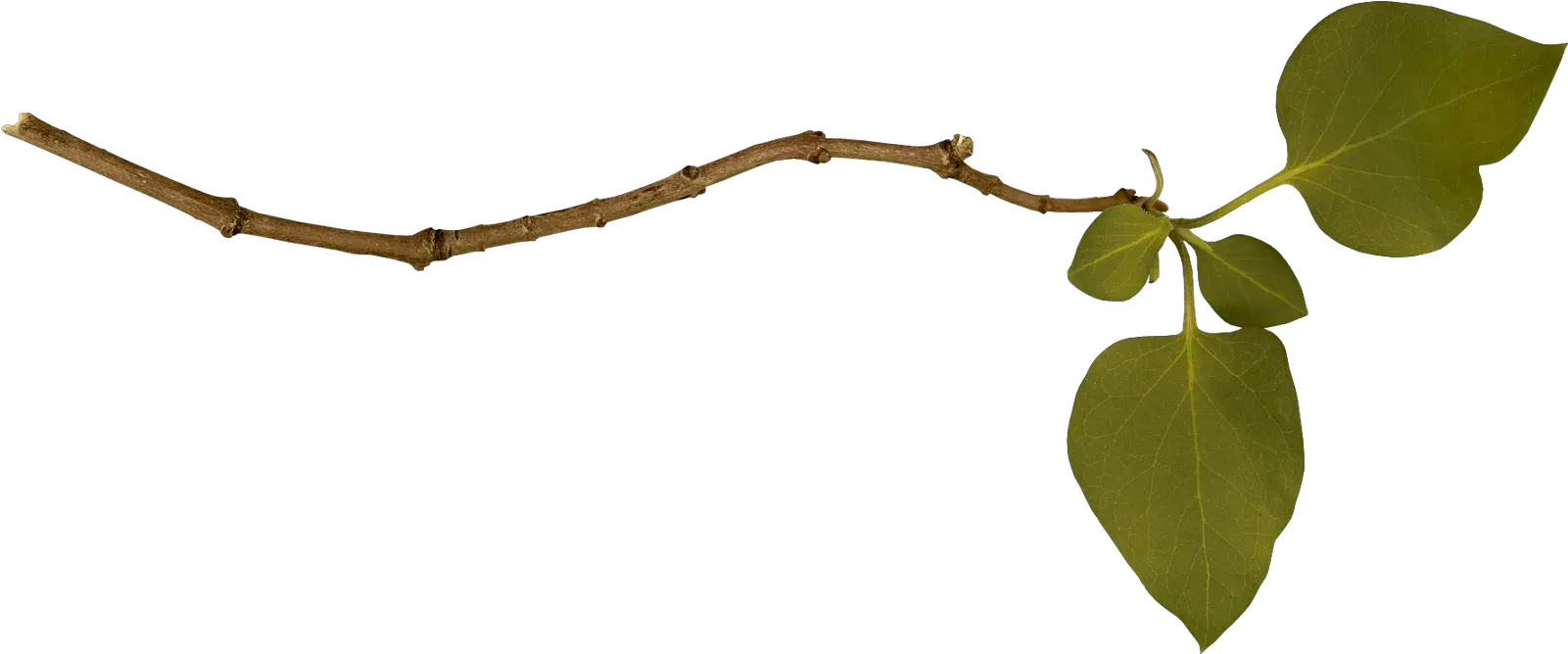  Download Branch Png Image Hq Branche Png Branch Png