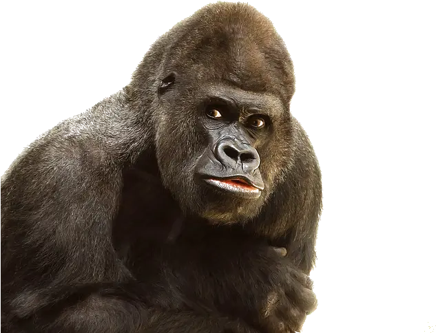  Staring Gorilla Png Transparent Image Gorila Png Gorilla Png