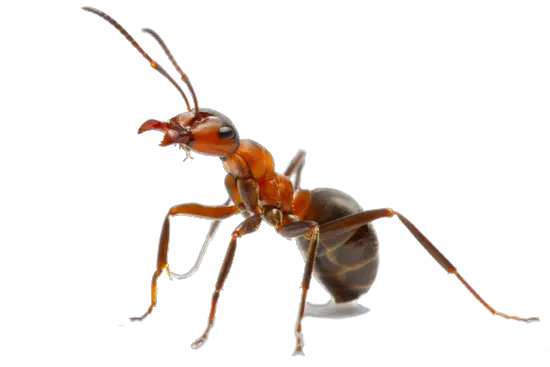  Queen Ant With Crown Png Image Ant Png Ant Png