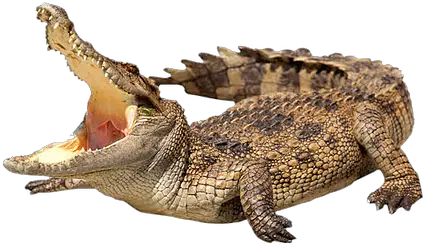  Crocodile Png Images Crocodile Png Crocodile Png