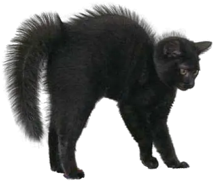  Download Black Cat Png Image For Halloween Black Cat Black Cat Transparent