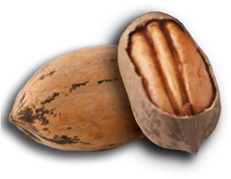  Sun City Nut Company Almond Png Nut Png