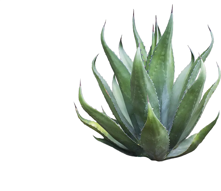  Agave Azul Transparent Png Image Agave Png Agave Png