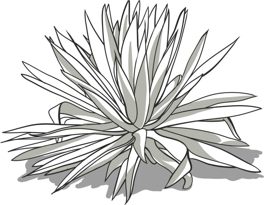  Arroqueño Banhez Mezcal Agave Png Agave Png