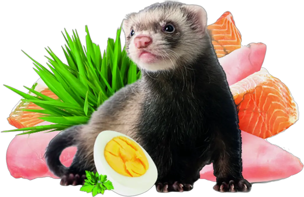  Brit Animals U2013 Ferret Png Ferret Png