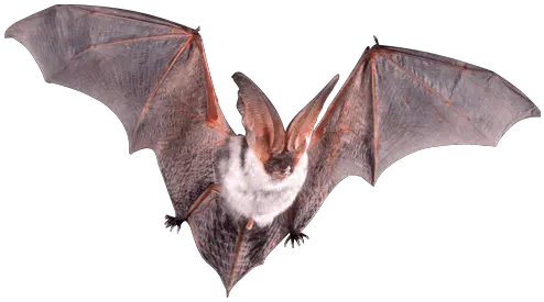  Bats Transparent Png Images Echolocation Diagram Bat Transparent