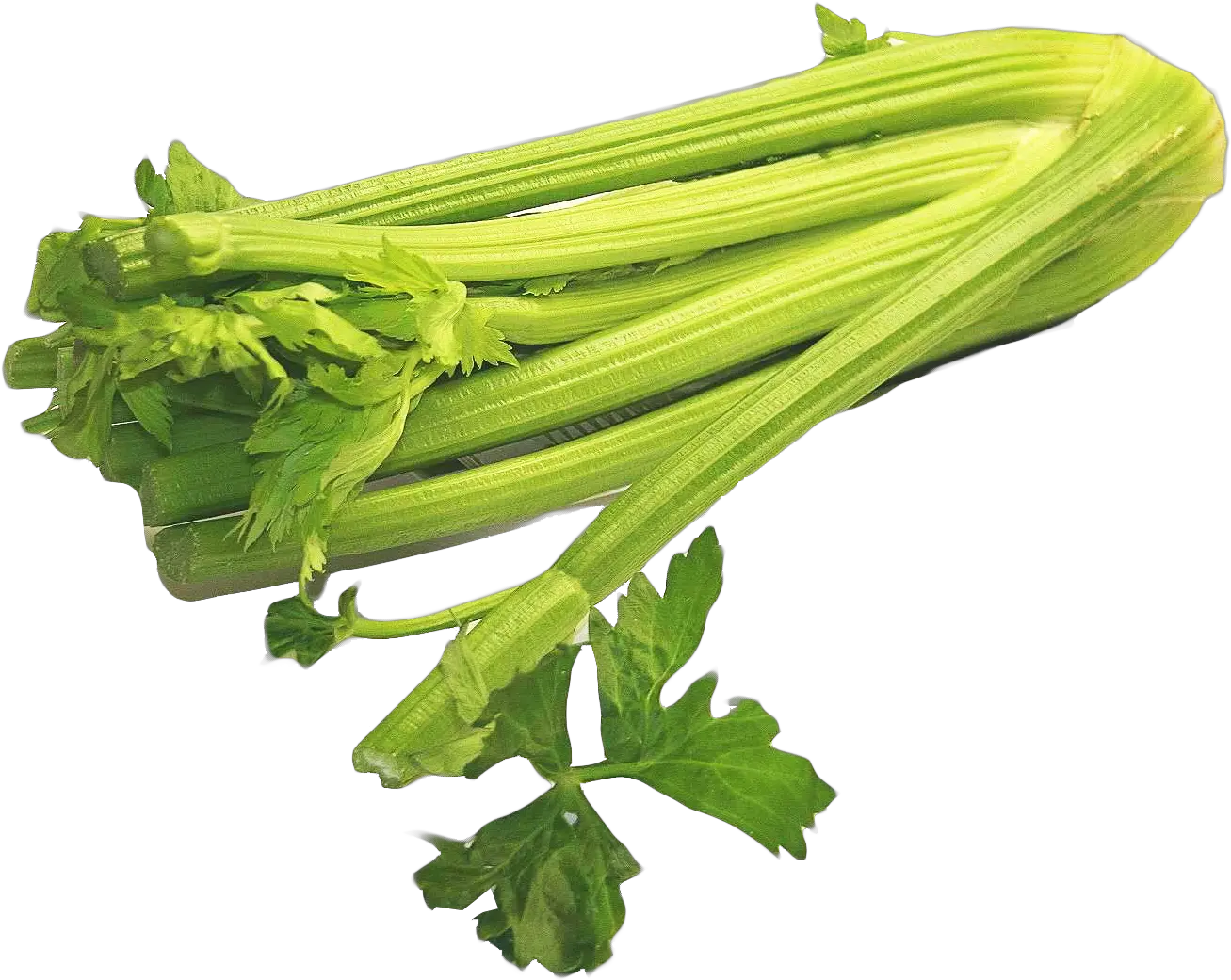  Celery Png Image For Free Download Celery Png Celery Png