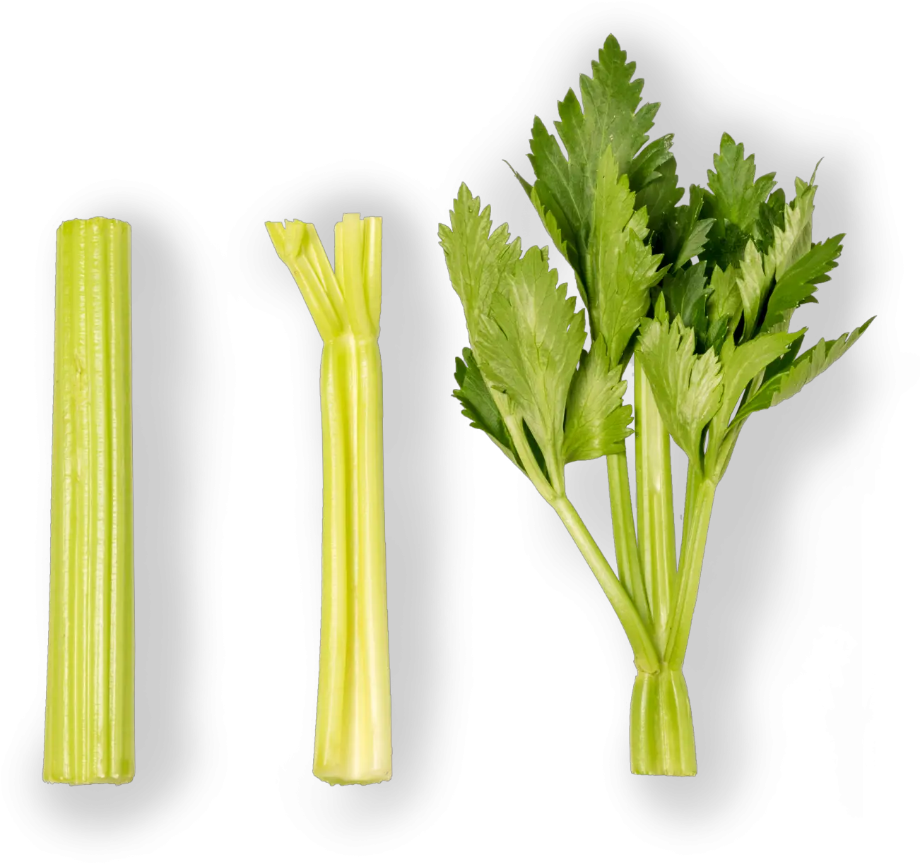  Celery Grupo Lucas Apio Baby Png Celery Png