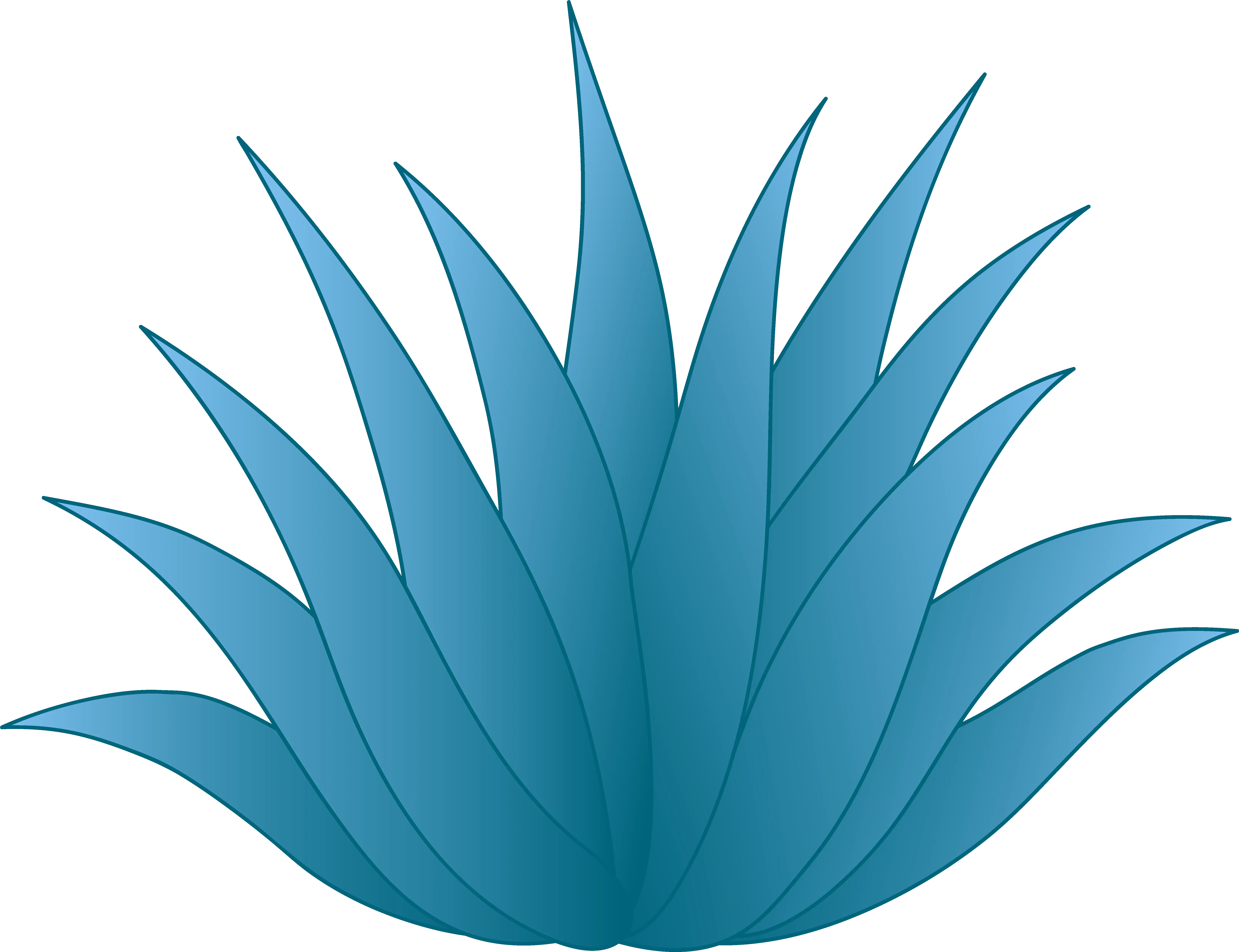  Aloe Drawing Agave Transparent Png Tequila Agave Png Agave Png